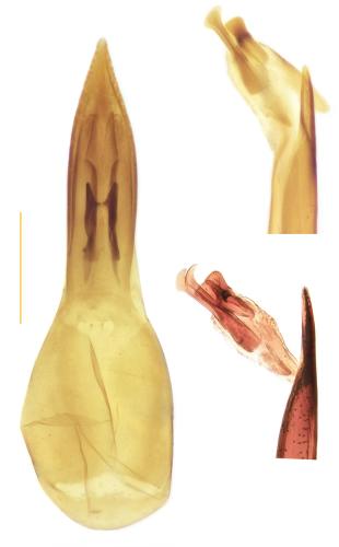 Heterothops praevius